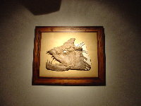 Custom Picture Frame - Framed Fossil In Antique Pine